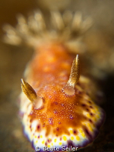 The golden nudi by Beate Seiler 